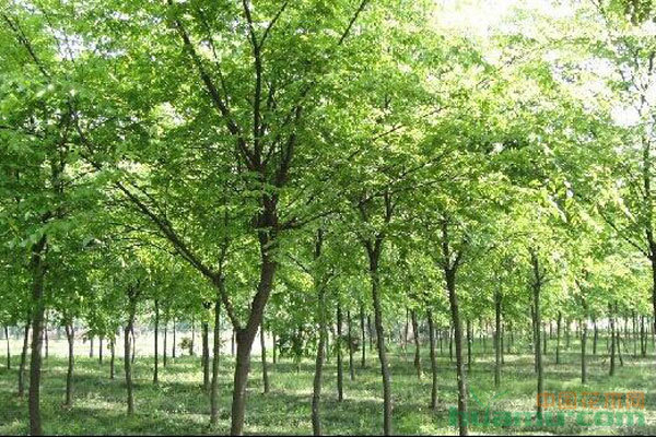 苗木種植避坑指南 拒絕跟風，差異化才是王道