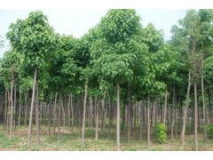 河南省太康縣國新苗木種植專業合作社 優質速生楸樹，規格齊全，大量供應