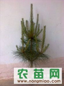 供應各種規格營養缽油松（30-120cm）——西裕村苗木基地，農苗網專業推薦